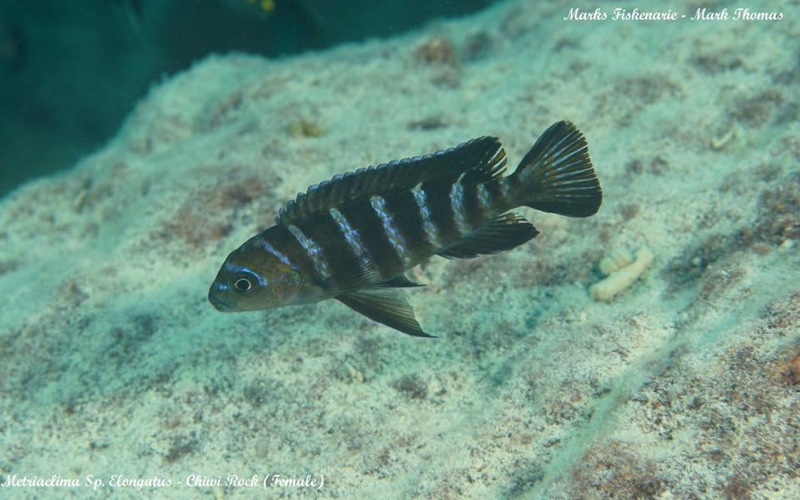 Maylandia sp. 'elongatus goldbar' Chiwi Rocks